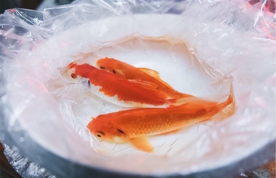 Nên Cúng Ông Táo Vào Giờ Nào - Lựa Chọn Thời Gian Tốt Nhất 2025 Nên Cúng Ông Táo Vào Giờ Nào - Lựa Chọn Thời Gian Tốt Nhất 2025